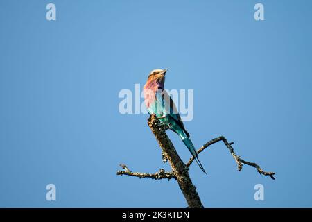 Farbenfrohe lilafarbene Walze, Coracias caudatus, hoch oben auf einem toten Ast am blauen Himmel, Greater Kruger National Park, Südafrika Stockfoto