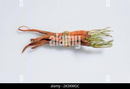 18K Karotte Stockfoto