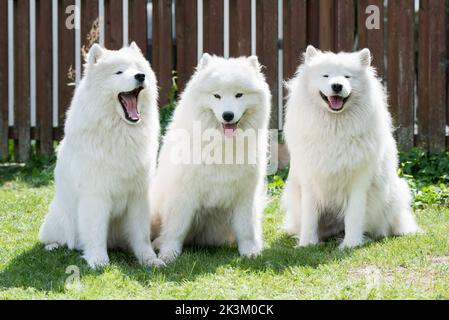 Samoyed Welpen Hunde sitzen und spielen auf der grünen Wiese Stockfoto