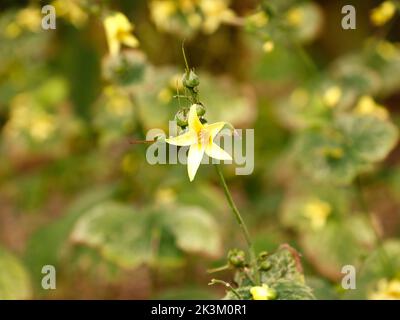 Nahaufnahme der hoch wachsenden und gelb blühenden krautigen mehrjährigen Gartenpflanze Kirengeshoma palmata, die sauren und feuchten Boden bevorzugt. Stockfoto