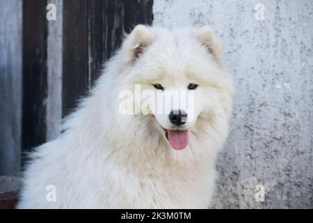 Weißer Samoyed Welpe sitzt im Hof. Hund in der Natur, ein Spaziergang Stockfoto