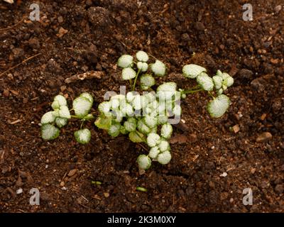 Nahaufnahme der semi-immergrünen niedrig wachsenden krautigen mehrjährigen Gartenpflanze Lamium maculatum White Nancy oder gefleckte tote Brennnessel. Stockfoto