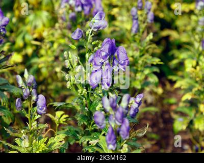 Nahaufnahme der Laub krautigen mehrjährigen Gartenpflanze Aconitum x cammarum Bicolor oder Monkshood wachsende aufrechte Ähren von blauen und weißen Blüten. Stockfoto