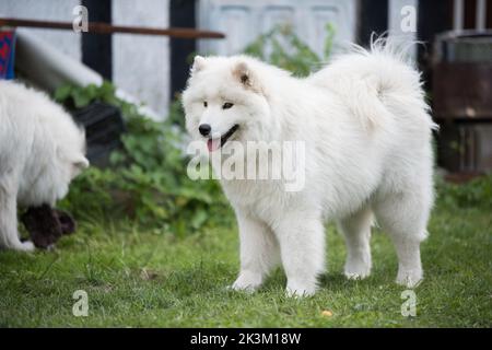 Weißer Samoyed Welpe sitzt im Hof. Hund in der Natur, ein Spaziergang Stockfoto