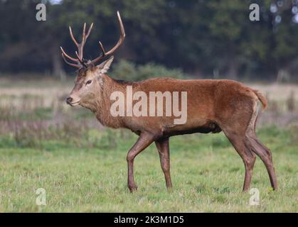 Ein majestätischer Rothirsch-Hirsch (Cervus elaphus) mit Draht, der sich um sein Geweih verwickelt hat, indem er während der Brunftzeit das Unterholz zerschlug.Suffolk, Großbritannien. Stockfoto