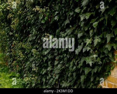 Nahaufnahme der immergrünen Gartenpflanze Ivy mit Blumen, die im September in Großbritannien eine Wand kletterten und bedeckten. Stockfoto