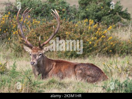 Ein majestätischer Rothirsch-Hirsch (Cervus elaphus) mit riesigen Geweihen. Während der Brunftzeit eine wohlverdiente Rast in der Heide. Suffolk, Großbritannien. Stockfoto