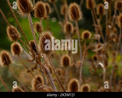 Nahaufnahme des ovalen, braun getrockneten Sämchenkopfes des einheimischen, zweijährigen, wildblühenden Dipsacus oder des in Großbritannien gesehenen Teelöffel oder wilden Teelels. Stockfoto