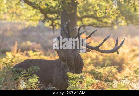 Ein majestätischer Rothirsch-Hirsch (Cervus elaphus) ein 12 Zeiger mit riesigen Geweihen. Brüllen während der Brunftzeit in den Herbstfarben. Richmond, Großbritannien. Stockfoto