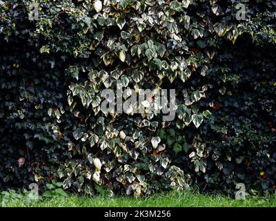 Im Sommer wuchs der bunte Hedera ir Efeu an einer Wand, die die Oberfläche mit grünen und cremefarbenen Blättern bedeckte. Stockfoto