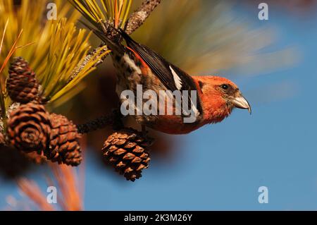 Weißflügel-Kreuzschnabel auf Kiefernzapfen Stockfoto