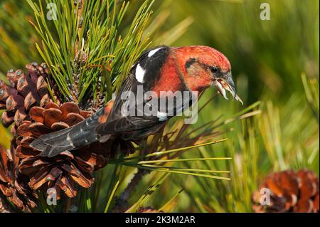 Weißflügel-Kreuzschnabel auf Kiefernzapfen Stockfoto