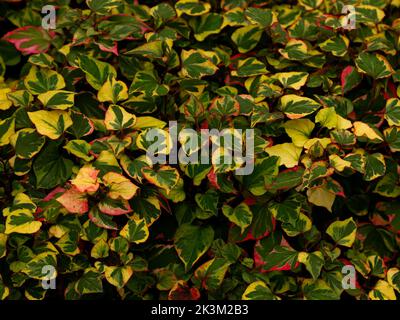 Nahaufnahme der weit ausbreitenden krautigen mehrjährigen Bodenbedeckungspflanze Houttuynia cordata Chameleon mit auffallend bunten Blättern. Stockfoto