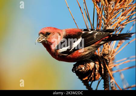 Weißflügel-Kreuzschnabel auf Kiefernzapfen Stockfoto