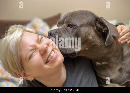 Ein corso-Hund leckt das Gesicht einer Frau auf dem Bett Stockfoto