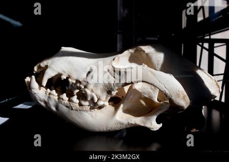 La Garganta, Spanien - 21.. Nov 2020: Great Dane Dog Cranium, große Hunderasse aus Deutschland Stockfoto