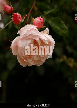 Nahaufnahme der wiederholt blühenden englischen Kletterrose der großzügige Gärtner mit sehr duftenden blassrosa halbdoppelten Blüten, die in Großbritannien zu sehen sind. Stockfoto