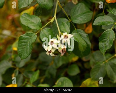 Nahaufnahme der wiederholt blühenden englischen Kletterrose, die der großzügige englische Gärtner nach der Blüte mit sich bildenden Hagebutten in Großbritannien gesehen hat. Stockfoto