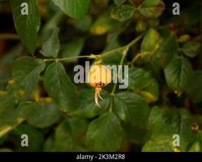 Nahaufnahme der wiederholt blühenden englischen Kletterrose, die der großzügige englische Gärtner nach der Blüte in Großbritannien mit einer gelbreifen Rosenhüte gesehen hat. Stockfoto