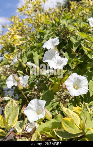 Heckenbindekraut oder Bellbind (Calystegia sepium), blühend in Gartenhecke, Großbritannien Stockfoto