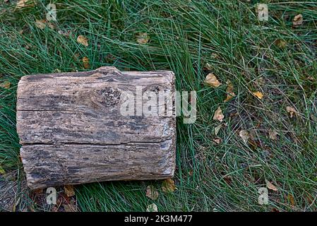 Ein geschnittenes Holz auf dem Gras.Vorderansicht, trockene Herbstblätter, Textur, Risse, Stockfoto