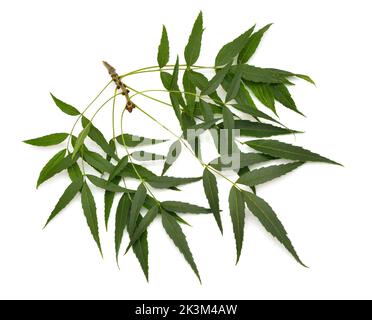 Fraxinus angustifolia, die Schmalblättrige Asche. Isoliert auf Weiß. Stockfoto