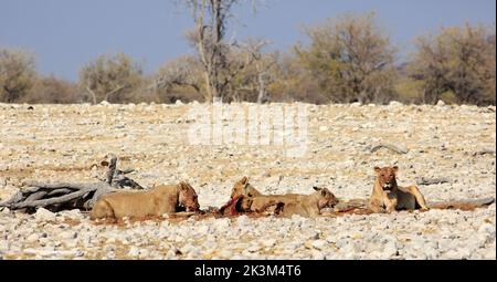 Panoramablick auf den Stolz der Löwen und Jungen, die bei einem erlösten Kill schmecken. Es gibt einen natürlichen Buschhintergrund und einen hellblauen Himmel. Etosha National Park, Nam Stockfoto