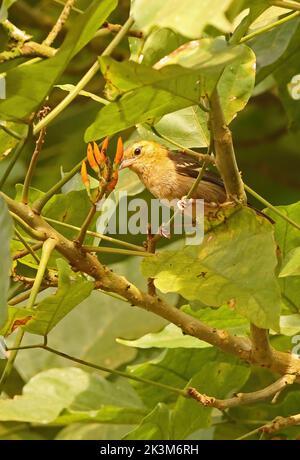 Sao Tome Weaver (Ploceus sanctithomae) Erwachsene Nahrungssuche im Baum Sao Tome Island, Sao Tome und Principe. September Stockfoto