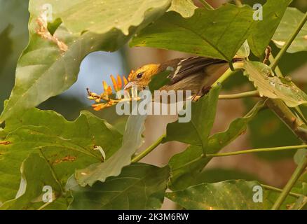 Sao Tome Weaver (Ploceus sanctithomae) Erwachsene Nahrungssuche im Baum Sao Tome Island, Sao Tome und Principe. September Stockfoto