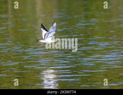 Sabines Möwe im Flug Stockfoto