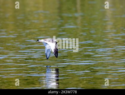 Sabines Möwe im Flug Stockfoto