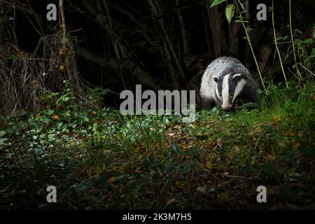 Europäischer Dachs Meles meles Stockfoto