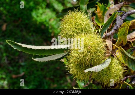 Kastanienzweig mit grünen Igeln Stockfoto