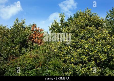 Graues Eichhörnchen beschädigt Laubbäume durch Rindenstrippen Stockfoto