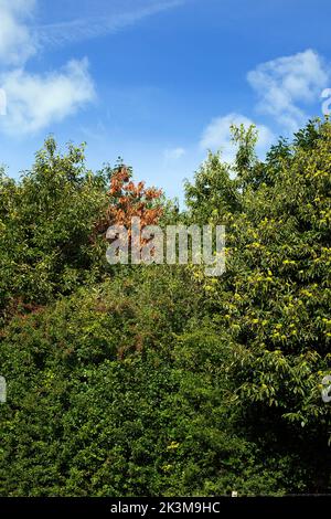 Graues Eichhörnchen beschädigt Laubbäume durch Rindenstrippen Stockfoto