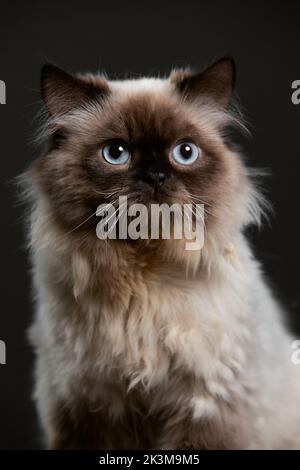 Eine vertikale Aufnahme einer Himalaya-Katze mit blauen Augen auf grauem Hintergrund Stockfoto