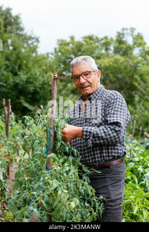 Anonymer Bauer mittleren Alters in kariertem Hemd und Strohhut, der am Sommertag unreife Tomaten berührt und inspiziert Stockfoto