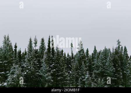 Atemberaubende Aussicht auf grüne Gipfel von Fichten, die an einem grauen nebligen Tag im Winter gegen den Berghang wachsen, im Tal der Geister in Monts Valin National Stockfoto