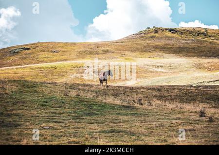 Pferdeweiden auf einem mit trockenem Gras bewachsenen Hügel im Val d Aran in den katalanischen Pyrenäen Stockfoto