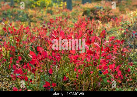 Leuchtend rote Heidelbeere (Vaccinium myrtillus) Blätter im Herbst Stockfoto