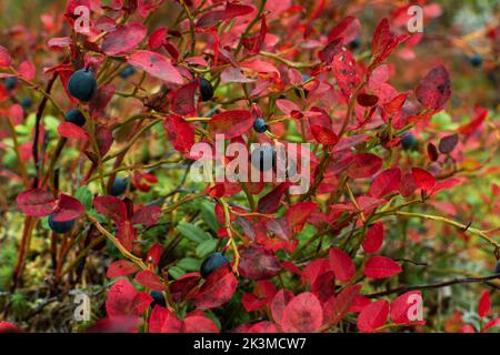 Nahaufnahme von leuchtend roten Blaubeerblättern (Vaccinium myrtillus) und Heidelbeeren im Herbst Stockfoto