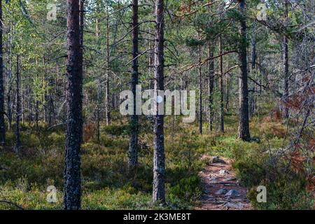 Runder weißer Holzpfadmarker auf einer Kiefer neben einem Waldweg Wanderweg im Lauhanvuori Nationalpark, Isojoki, Finnland Stockfoto