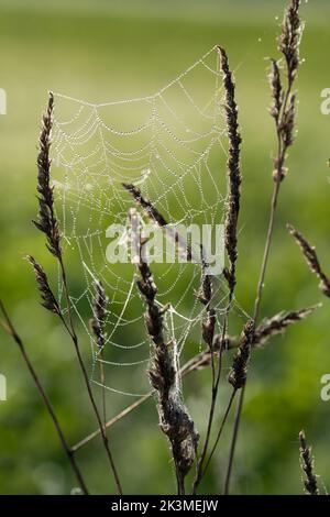 Nahaufnahme eines Spinnennetzes, das zwischen Gräsern befestigt ist. Tau-Tropfen sitzen auf dem Netz. Der Hintergrund ist grün. Das Licht leuchtet von hinten. Stockfoto