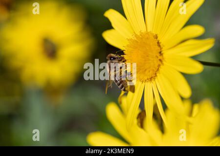 Eine kleine Honigbiene sitzt auf einer großen gelben Blume und sucht nach Pollen. Stockfoto