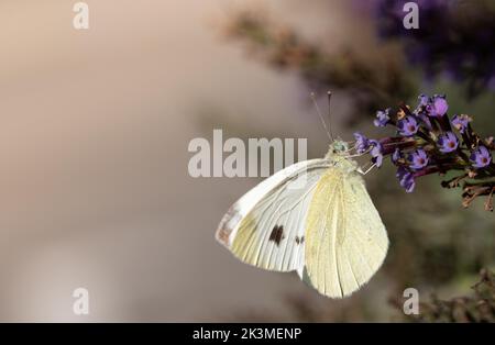 Ein kleiner Schwefel-Schmetterling hängt seitlich an den Zweigen einer schwindenden Buddleia. Der Hintergrund leuchtet am Abend golden. Stockfoto