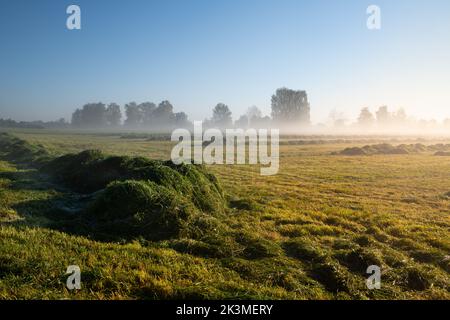 Die Sonne geht im Herbst über einem frisch gemähten Feld auf, auf dem das Gras noch liegt. Der Nebel schwebt über dem Boden. Der Himmel ist blau und rot. Stockfoto