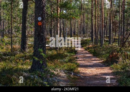 Runde weiße und rote Holzpfadmarkierungen auf einer Kiefer neben einem Waldweg Wanderweg im Lauhanvuori Nationalpark, Isojoki, Finnland Stockfoto