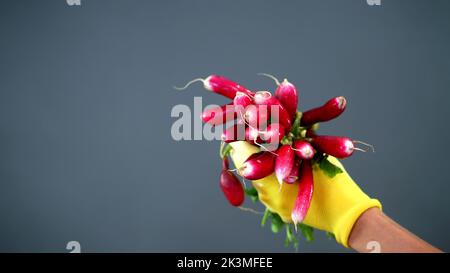 Nahaufnahme, die Hände der Bäuerin in Handschuhen halten ein paar frische Radieschen. Auf grauem Hintergrund, im Studio, gesundes Ernährungskonzept. Hochwertige Fotos Stockfoto