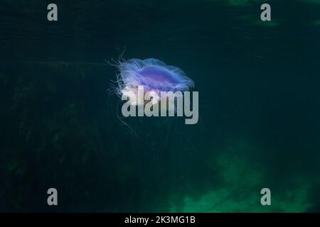 Blaue Quallen schwimmen in der Nähe der schottischen Küste. Große Quallen im Meer. Meeresbewohner in der Nähe von Schottland. Stockfoto