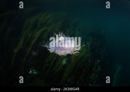 Blaue Quallen schwimmen in der Nähe der schottischen Küste. Große Quallen im Meer. Meeresbewohner in der Nähe von Schottland. Stockfoto